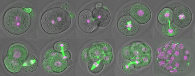 Mouse preimplantation development from a zygote (fertilised egg) to blastocyst.