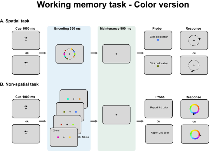Working memory task