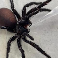 Using lab-grown organs to test new spider venom epilepsy drugs