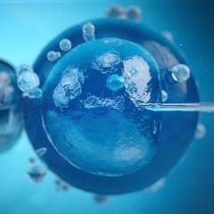 Women’s egg quality dependent on metabolic factors