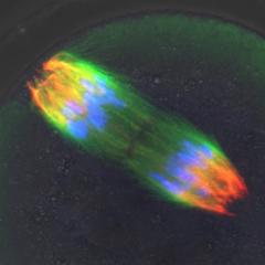 human egg undergoing division