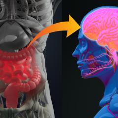 Honing in on the gut to tackle Parkinson’s disease