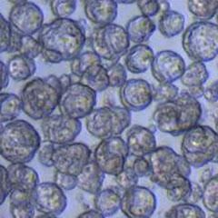 Cells