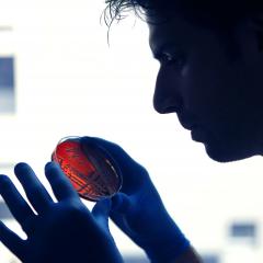 Dr Hossam Zowawi looks at petri dish