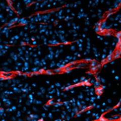 New research helps harness healing